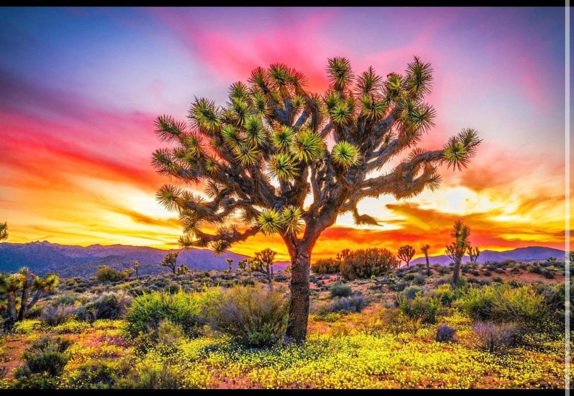 Desert Dusk Joshua Tree Kültér fotó